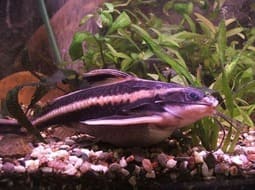 Striped Raphael Catfish - Platydoras costatus