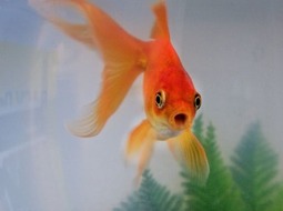 Pez Goldfish Cola de Velo - Carassius auratus I
