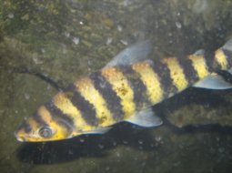 Mije Fish - Leporinus fasciatus