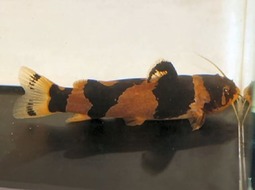 Dwarf marbled catfish - Microglanis poecilus