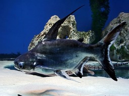 Pez Tiburón Pangasio - Pangasianodon hypophthalmus