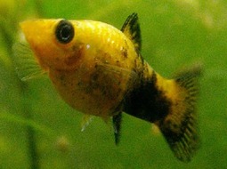 Molly fish - Poecilia sphenops