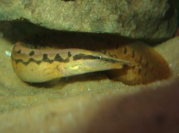 Anguila de agua dulce - Mastacembelus armatus
