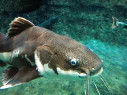 Red-tailed Catfish - Phractocephalus hemioliopterus