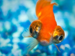 Celestial eye goldfish - Carassius auratus V