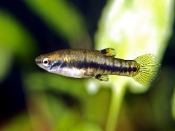 Dwarf Swordtail - Heterandria formosa