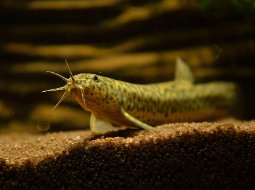 Weather Loach - Misgurnus spp