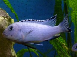 Socolofi Cichlid - Pseudotropheus socolofi