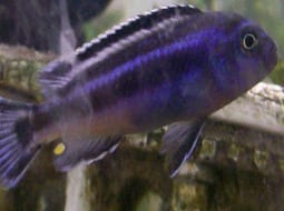Pez Johanni - Melanochromis johannii