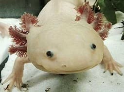 Axolotl - Ambystoma mexicanum