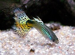 Guppy fish - Poecilia reticulata