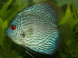 Discus fish - Symphysodon aequifasciatus
