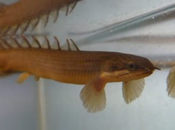 Pez Dragn Chino - Polypterus senegalus