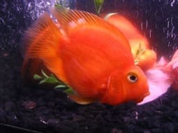 Red parrot fish - Red Parrot