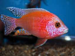 Fire Fish Dragon Blood - Aulonocara Firefish