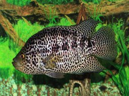 Pez Guapote tigre - Parachromis managuensis