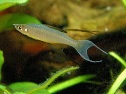 Filamented Rainbowfish - Iriatherina Werneri