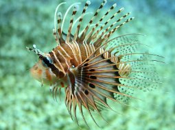 Lionfish - Pterois volitans