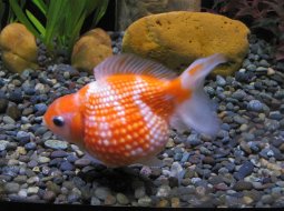 Pearlscale Goldfish - Carassius auratus VI