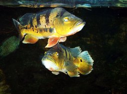 Pez pavón - Butterfly Peacock Bass