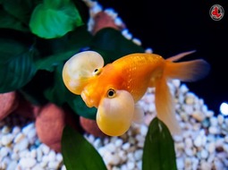 Bubble Eye Goldfish - Carassius auratus IV
