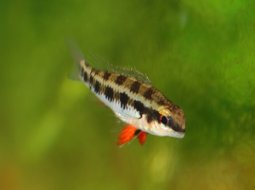 Filamentous Tetra - Dicrossus filamentosus