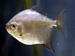 Silver Dollar Fish - Metynnis argenteus