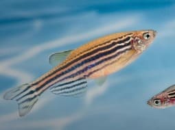 Zebrafish - Danio rerio