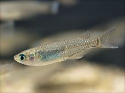 Medaka Fish - Oryzias latipes