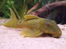 Lemon Catfish - Hemiancistrus subviridis