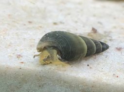 Horned Snail - Tyloperlamania sp