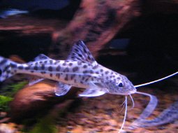 Pictus Catfish - Pimelodus pictus