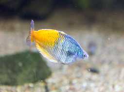 Boeseman's Rainbowfish - Melanotaenia Boesemani 