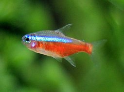 Cardinal Tetra - Paracheirodon axelrodi