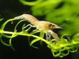 Florida Dwarf Crayfish - Cambarellus diminutus