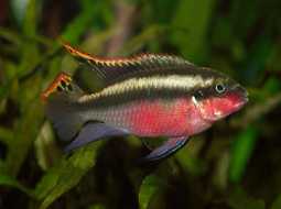 Kribensis Cichlid - Pelvicachromis pulcher