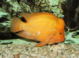 Midas king fish - Amphilophus citrinellus