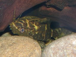 Upside-Down Catfish - Synodontis nigriventris