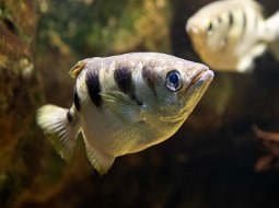 Archerfish - Toxotes jaculatrix