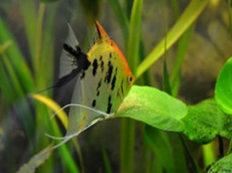 Freshwater angelfish - Pterophyllum scalare