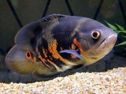 Oscar Fish - Astronotus ocellatus