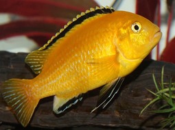 Pez Amarillo eléctrico - Labidochromis caeruleus