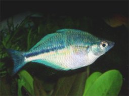 Lacustris Rainbowfish - Melanotaenia lacustris