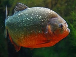 Red-bellied Piranha - Pygocentrus nattereri