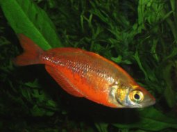 Pez arcoiris rojo - Glossolepis incisus