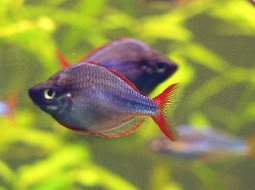 Preacox Rainbowfish - Melanotaenia preacox